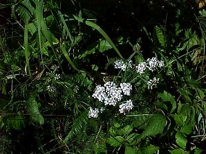White Flowers. Denali or Mount McKinley Alaska. Travels & Tours Pictures, Photos, Images, & Reviews.