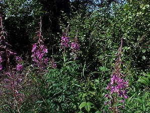 Fire Weed. Denali or Mount McKinley Alaska. Travels & Tours Pictures, Photos, Images, & Reviews.