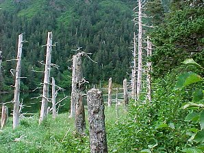 Scenery. Alaska Kenai Fjord Cruise, Alaska. Travels & Tours, Pictures, Photos, Images, & Reviews.