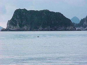 Whale Spouts? Alaska Kenai Fjord Cruise, Alaska. Travels & Tours, Pictures, Photos, Images, & Reviews.