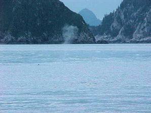 Whale Spouts? Alaska Kenai Fjord Cruise, Alaska. Travels & Tours, Pictures, Photos, Images, & Reviews.