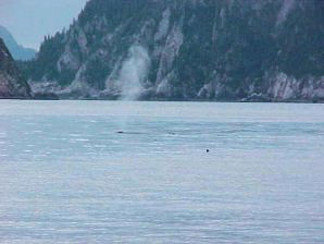 Whale Spouting. Alaska Kenai Fjord Cruise, Alaska. Travels & Tours, Pictures, Photos, Images, & Reviews.