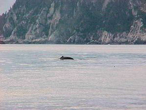Humpback Whale. Alaska Kenai Fjord Cruise, Alaska. Travels & Tours, Pictures, Photos, Images, & Reviews.