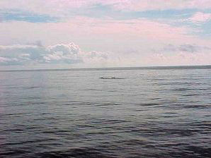 Humpback Whale. Alaska Kenai Fjord Cruise, Alaska. Travels & Tours, Pictures, Photos, Images, & Reviews.