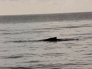 Humpback Whale. Alaska Kenai Fjord Cruise, Alaska. Travels & Tours, Pictures, Photos, Images, & Reviews.