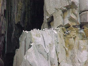 Sea Birds. Alaska Kenai Fjord Cruise. Travels & Tours Pictures, Photos, Images, & Reviews.