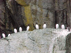 Cormorant. Alaska Kenai Fjord Cruise. Travels & Tours Pictures, Photos, Images, & Reviews.