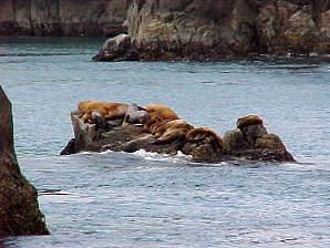 Steller Sea Lions. Alaska Kenai Fjord Cruise. Travels & Tours Pictures, Photos, Images, & Reviews.
