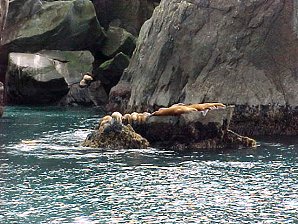 Sea Lions. Alaska Kenai Fjord Cruise. Travels & Tours Pictures, Photos, Images, & Reviews.