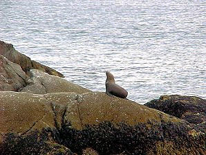 Seal. Alaska Kenai Fjord Cruise. Travels & Tours Pictures, Photos, Images, & Reviews.