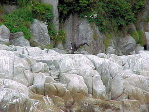 Eagles. Alaska Kenai Fjord Cruise. Travels & Tours Pictures, Photos, Images, & Reviews.