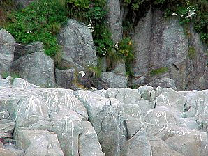 Eagle. Alaska Kenai Fjord Cruise. Travels & Tours Pictures, Photos, Images, & Reviews.