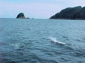 Dolphins. Alaska Kenai Fjord Cruise. Travels & Tours Pictures, Photos, Images, & Reviews.