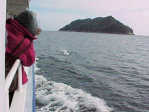 Dolphins. Alaska Kenai Fjord Cruise. Travels & Tours Pictures, Photos, Images, & Reviews.