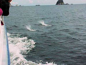 Dolphins. Alaska Kenai Fjord Cruise. Travels & Tours Pictures, Photos, Images, & Reviews.