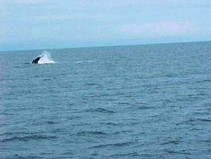 Whale Flipper. Alaska Kenai Fjord Cruise. Travels Or Tours Pictures, Photos, Images, & Reviews.