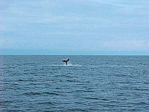 Whale Diving Sign. Alaska Kenai Fjord Cruise. Travels Or Tours Pictures, Photos, Images, & Reviews.