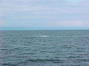 Whale Tail. Alaska Kenai Fjord Cruise. Travels Or Tours Pictures, Photos, Images, & Reviews.
