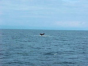 Whale Tail. Alaska Kenai Fjord Cruise. Travels Or Tours Pictures, Photos, Images, & Reviews.