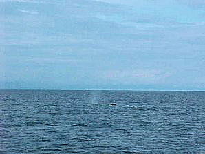 Whale. Alaska Kenai Fjord Cruise. Travels Or Tours Pictures, Photos, Images, & Reviews.