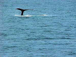 Whale Diving. Alaska Kenai Fjord Cruise. Travels Or Tours Pictures, Photos, Images, & Reviews.