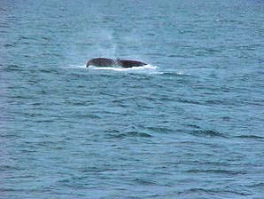 Whale Diving. Alaska Kenai Fjord Cruise. Travels Or Tours Pictures, Photos, Images, & Reviews.