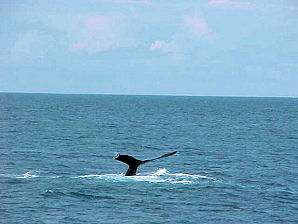 Whale Diving. Alaska Kenai Fjord Cruise. Travels Or Tours Pictures, Photos, Images, & Reviews.