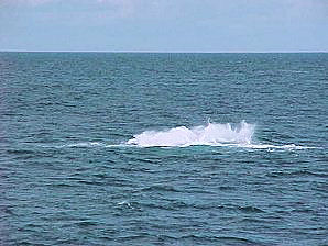 Whale Diving. Alaska Kenai Fjord Cruise. Travels Or Tours Pictures, Photos, Images, & Reviews.