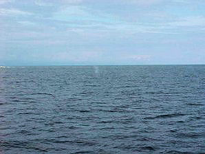 Whale Spout. Alaska Kenai Fjord Cruise. Travels Or Tours Pictures, Photos, Images, & Reviews.