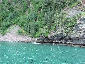 Bird. Alaska Kenai Fjord Cruise. Travels Or Tours Pictures, Photos, Images, & Reviews.