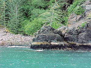 Bird. Alaska Kenai Fjord Cruise. Travels Or Tours Pictures, Photos, Images, & Reviews.