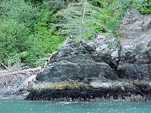 Eagle. Alaska Kenai Fjord Cruise. Travels Or Tours Pictures, Photos, Images, & Reviews.