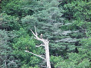 Eagle. Alaska Kenai Fjord Cruise. Travels Or Tours Pictures, Photos, Images, & Reviews.