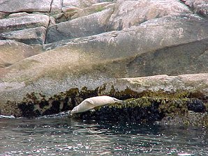 Seals. Alaska Kenai Fjord Cruise. Travels & Tours Pictures, Photos, Images, & Reviews.