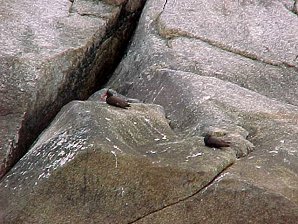Black Oyster Catchers. Alaska Kenai Fjord Cruise. Travels & Tours Pictures, Photos, Images, & Reviews.