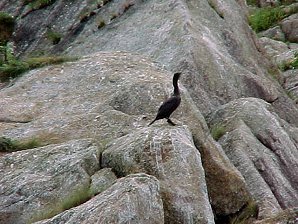 Cormorant. Alaska Kenai Fjord Cruise. Travels & Tours Pictures, Photos, Images, & Reviews.