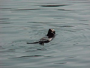 Sea Otter. Alaska Kenai Fjord Cruise. Travels & Tours Pictures, Photos, Images, & Reviews.