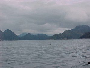 Killer Whale. Alaska Kenai Fjord Cruise. Travels & Tours Pictures, Photos, Images, & Reviews.