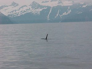 Orca. Alaska Kenai Fjord Cruise. Travels & Tours Pictures, Photos, Images, & Reviews.