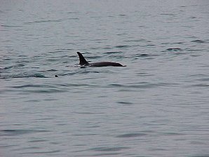 Orca. Alaska Kenai Fjord Cruise. Travels & Tours Pictures, Photos, Images, & Reviews.