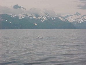 Orca. Alaska Kenai Fjord Cruise. Travels & Tours Pictures, Photos, Images, & Reviews.