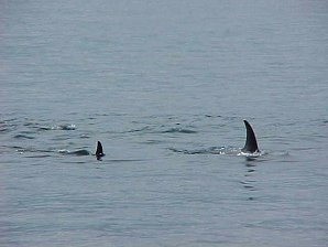 Orca. Alaska Kenai Fjord Cruise. Travels & Tours Pictures, Photos, Images, & Reviews.