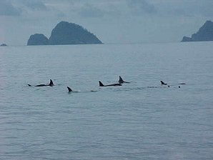 Orca Pod. Alaska Kenai Fjord Cruise. Travels & Tours Pictures, Photos, Images, & Reviews.