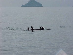 Orca Pods. Alaska Kenai Fjord Cruise. Travels & Tours Pictures, Photos, Images, & Reviews.