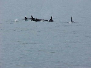 Orca Family. Alaska Kenai Fjord Cruise. Travels & Tours Pictures, Photos, Images, & Reviews.