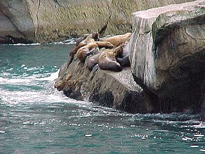 Seals. Alaska Kenai Fjord Cruise. Travels & Tours Pictures, Photos, Images, & Reviews.