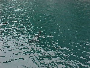 Salmon Shark. Alaska Kenai Fjord Cruise. Travels & Tours Pictures, Photos, Images, & Reviews.