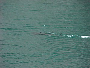 Salmon Shark. Alaska Kenai Fjord Cruise. Travels & Tours Pictures, Photos, Images, & Reviews.