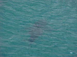 Salmon Shark. Alaska Kenai Fjord Cruise. Travels & Tours Pictures, Photos, Images, & Reviews.
