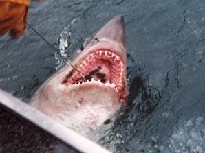 Salmon Shark. Alaska Kenai Fjord Cruise. Travels & Tours Pictures, Photos, Images, & Reviews.